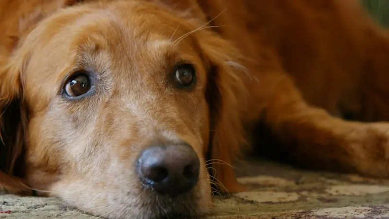 Cão deitado no tapete com olhar tranquilo