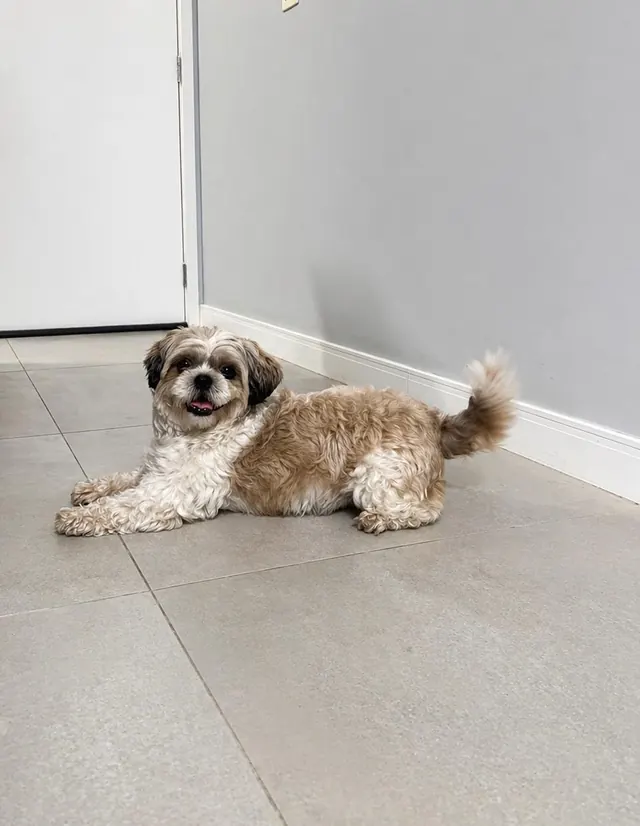 Zack, cão pequeno de pelo cacheado, deitado no chão