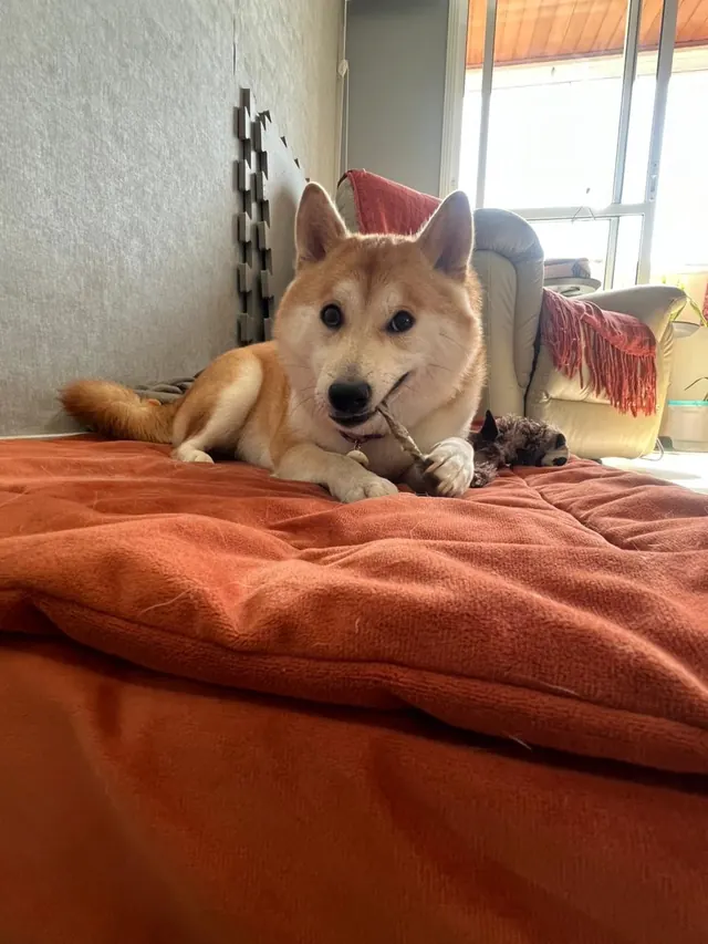 Zoe, deitada no tapete com um petisco