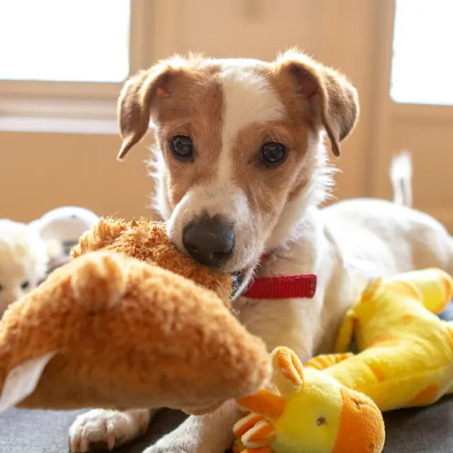 Cão jovem com um brinquedo de pelúcia na boca, olhando para a câmera
