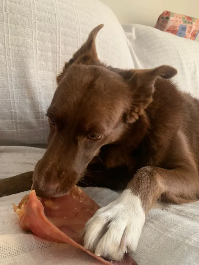 Cão deitado no sofá roendo uma orelha suína natural